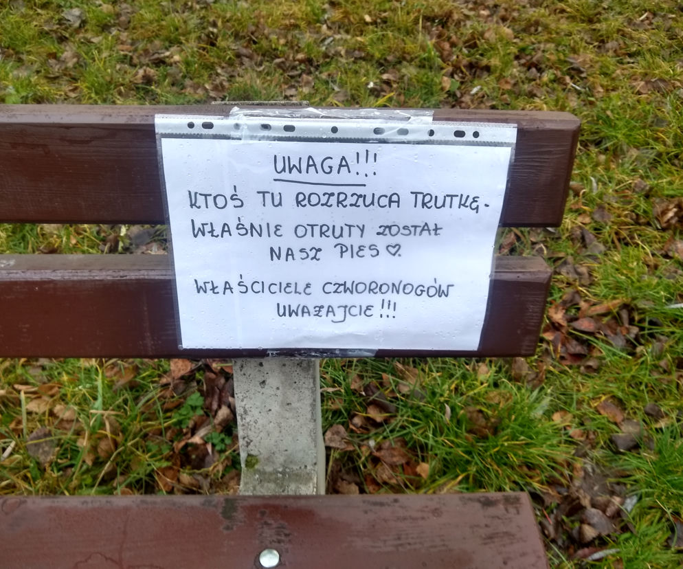 TRUTKA w kieleckim parku! Psy na spacerach  ŚMIERTELNYM niebezpieczeństwie!