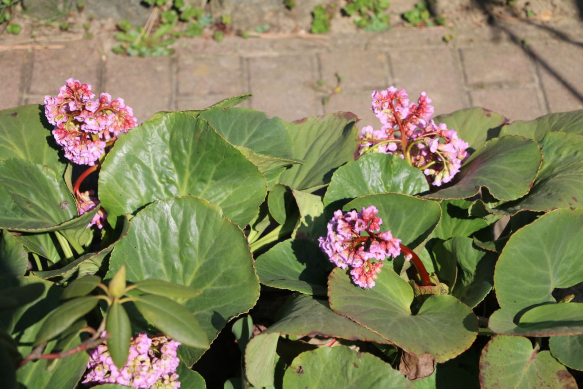 Bergenia