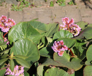 Bergenia