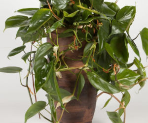 Filodendron pnący