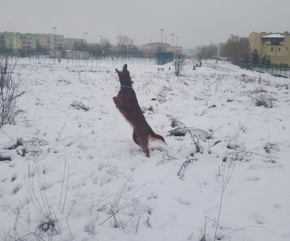 Zima na Górkach Fordońskich