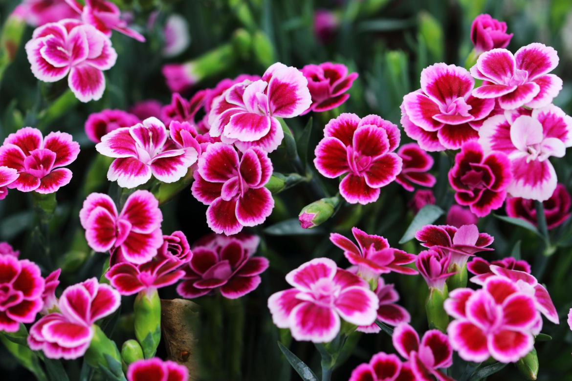 Goździk ogrodowy (Dianthus caryophyllus)