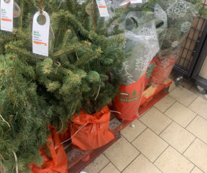 Choinki w Lidlu od trzech sezonów w tej samej cenie. Od 2023 roku żywe drzewko nie podrożało ani o złotówkę. Sprawdzamy ceny