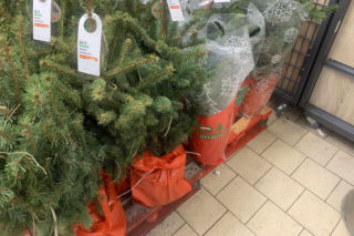 Choinki w Lidlu od trzech sezonów w tej samej cenie. Od 2023 roku żywe drzewko nie podrożało ani o złotówkę. Sprawdzamy ceny