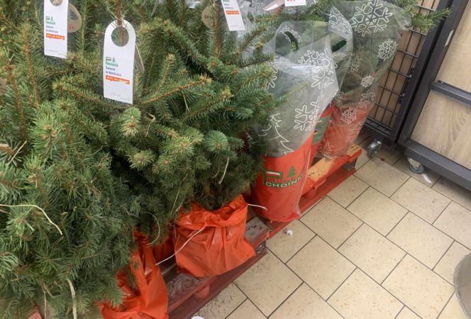 Ile kosztują popularne drzewka w doniczce?