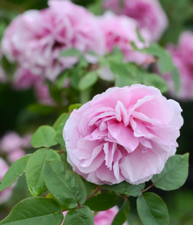 roze3.jpg