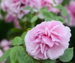 roze3.jpg