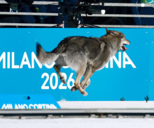 Pies biegł z zawodniczkami na trasie igrzysk