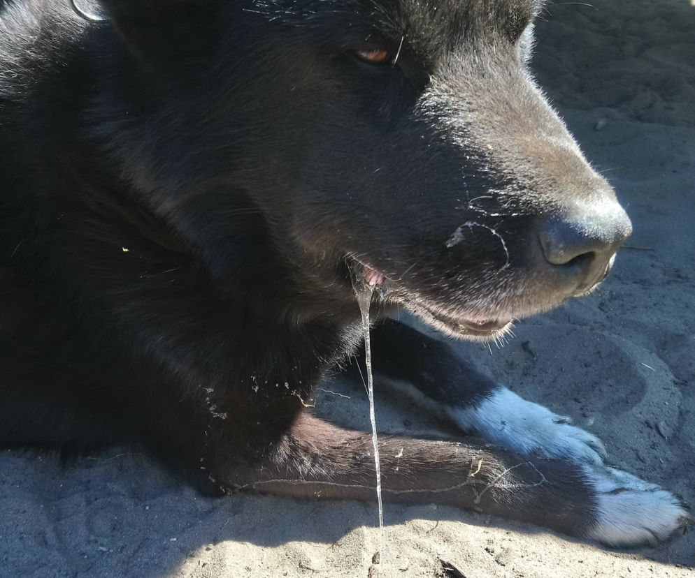 Tak wygląda starcie psa ze żmiją. Gady są śmiertelnie niebezpieczne dla czworonogów