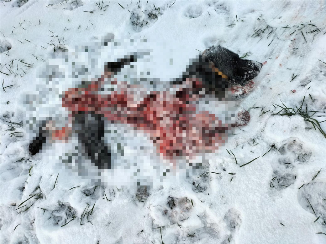 Wilki zjadły mojego Cygana