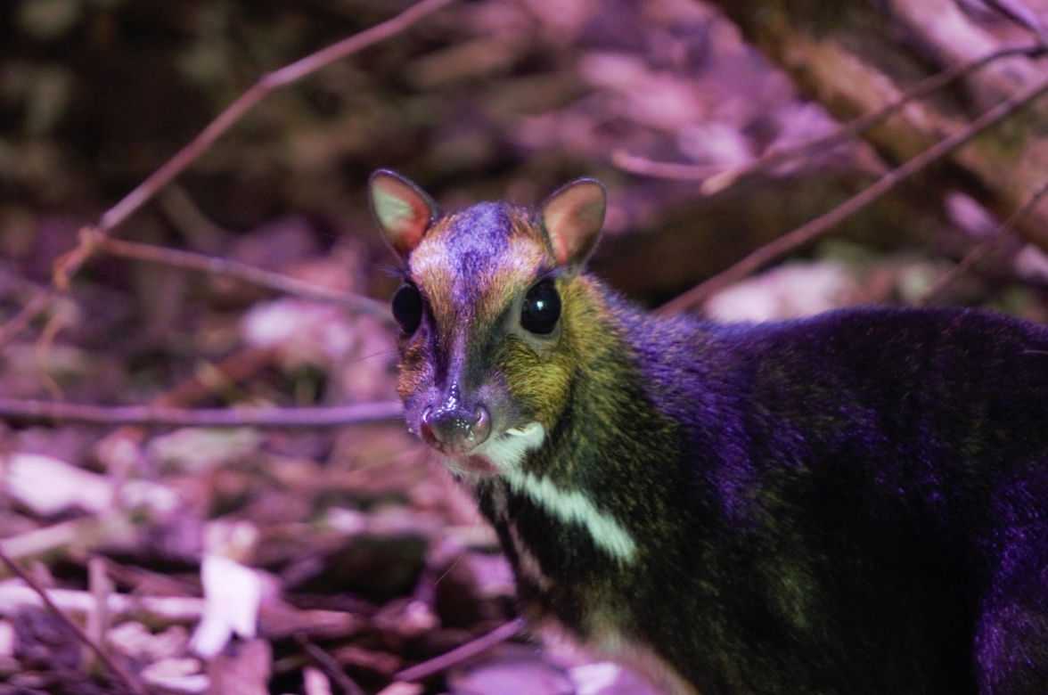 We wrocławskim zoo urodził się kanczyl filipiński