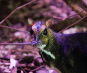 We wrocławskim zoo urodził się kanczyl filipiński