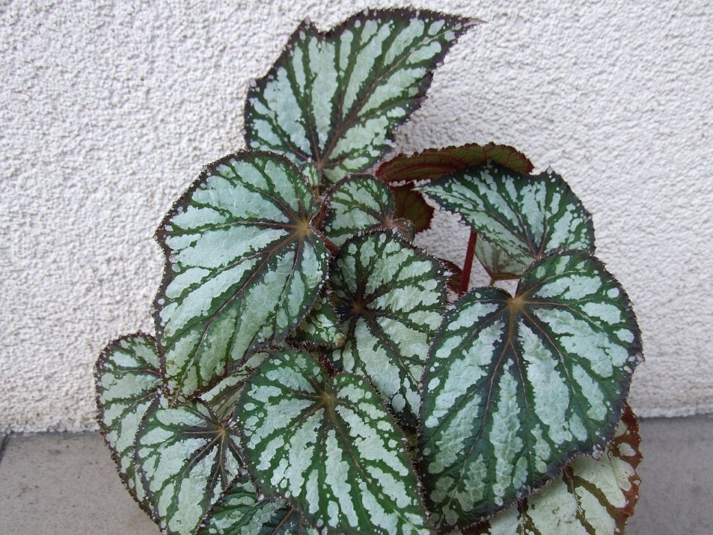 Begonia