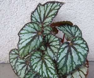 Begonia