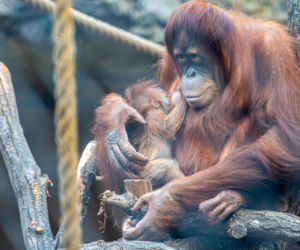 Na świat przyszedł pierwszy w historii Polski orangutan sumatrzański! Cud narodzin w łódzkim zoo