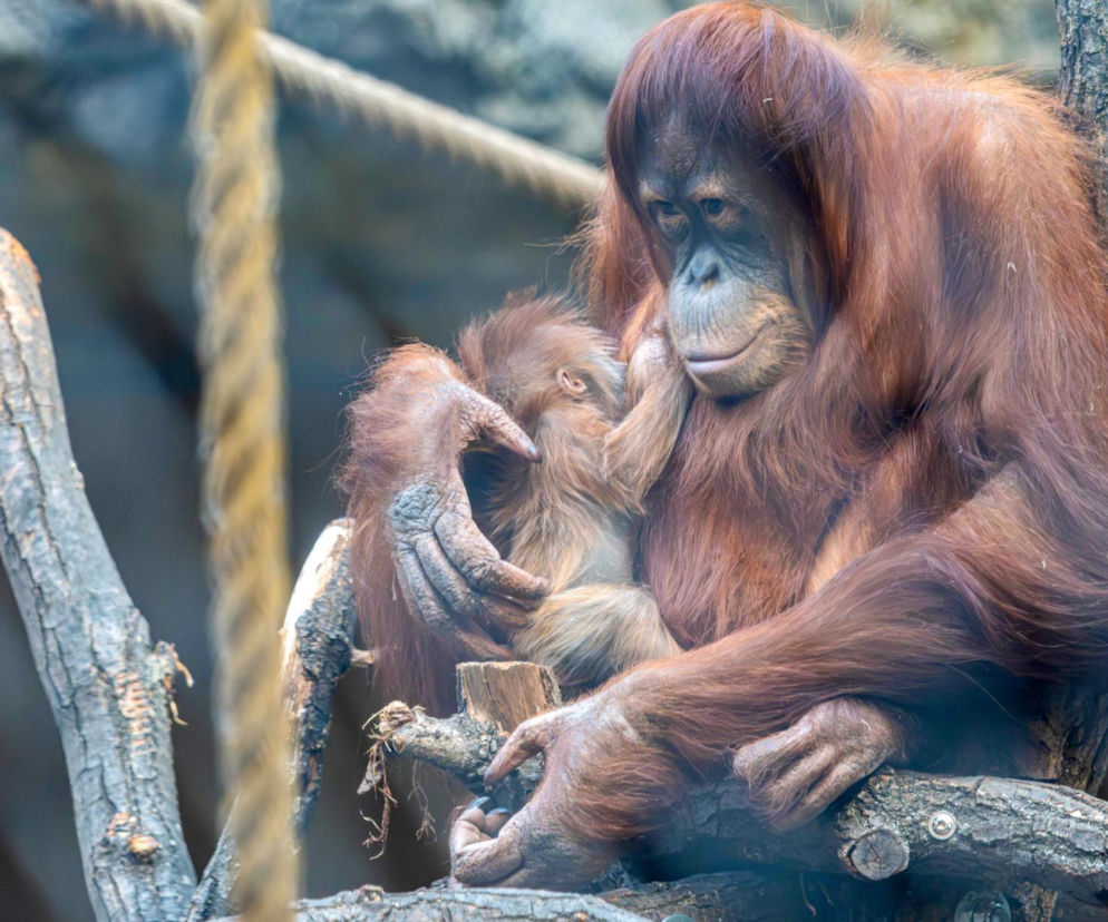 Na świat przyszedł pierwszy w historii Polski orangutan sumatrzański! Cud narodzin w łódzkim zoo