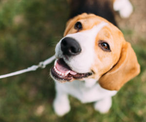 Beagle