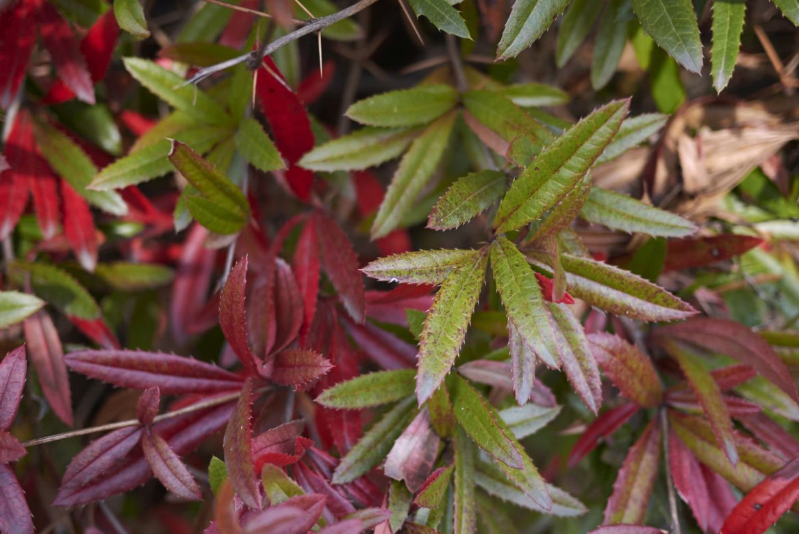 Berberys Julianny