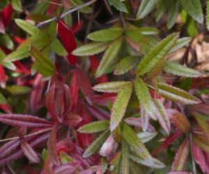Berberys Julianny