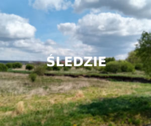 Śledzie