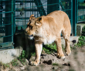Koronawirus w Trójmieście. Zwierzęta z zoo tęsknią za ludźmi