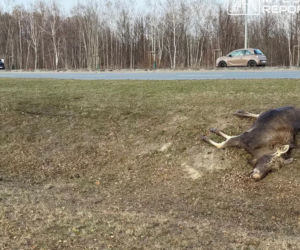 Zderzenie z łosiem w Wilanowie