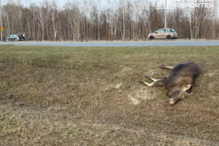 Zderzenie z łosiem w Wilanowie