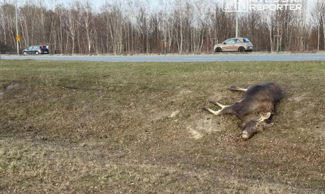 Zderzenie z łosiem w Wilanowie