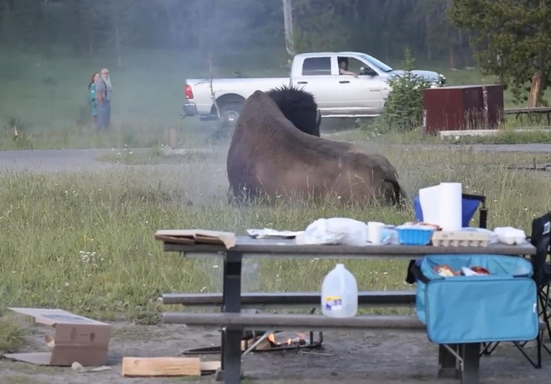 Atak bizona w Parku Narodowym Yellowstone