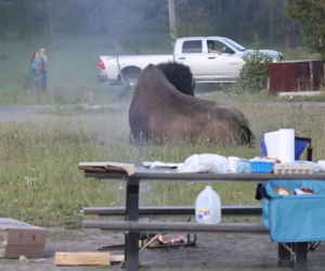 Atak bizona w Parku Narodowym Yellowstone