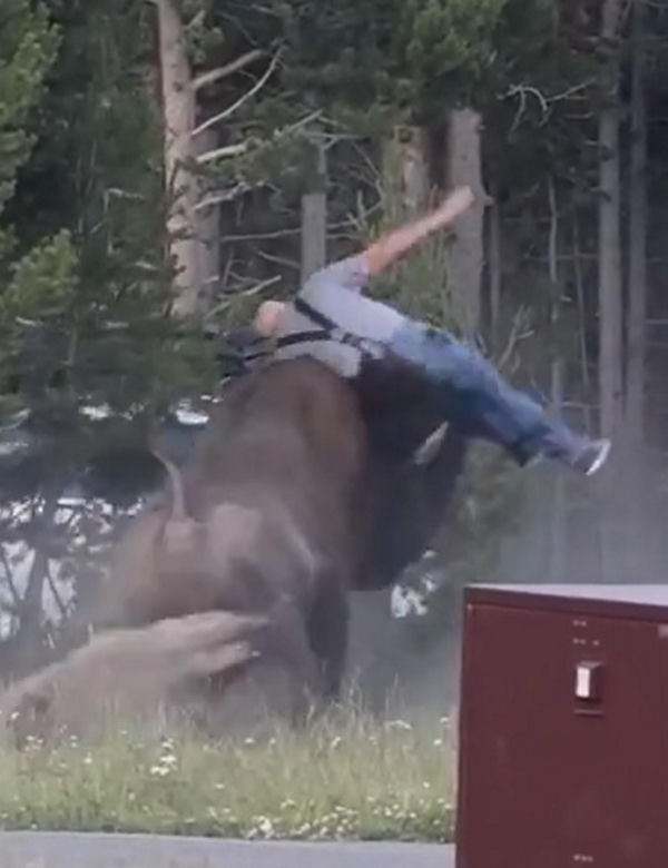 Atak bizona w Parku Narodowym Yellowstone