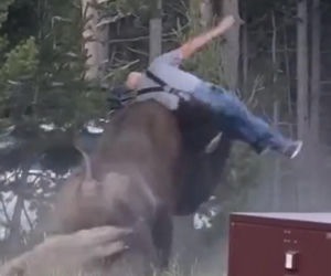 Atak bizona w Parku Narodowym Yellowstone