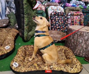 Miłośnicy czworonogów opanowali galerię BWA! Za nami pierwsze PupiLove Targi w Katowicach [ZDJĘCIA, AUDIO]
