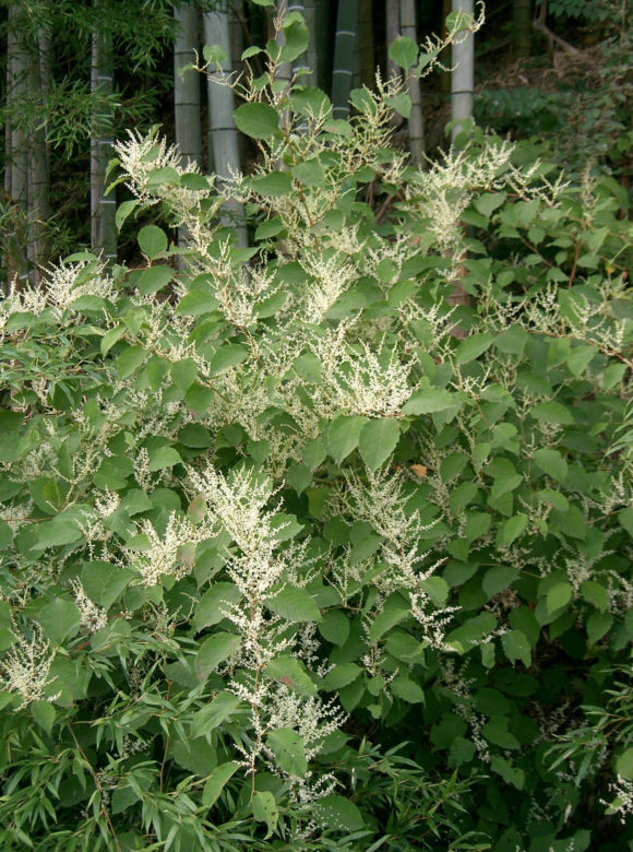 Rdestowiec