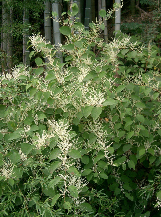 Rdestowiec