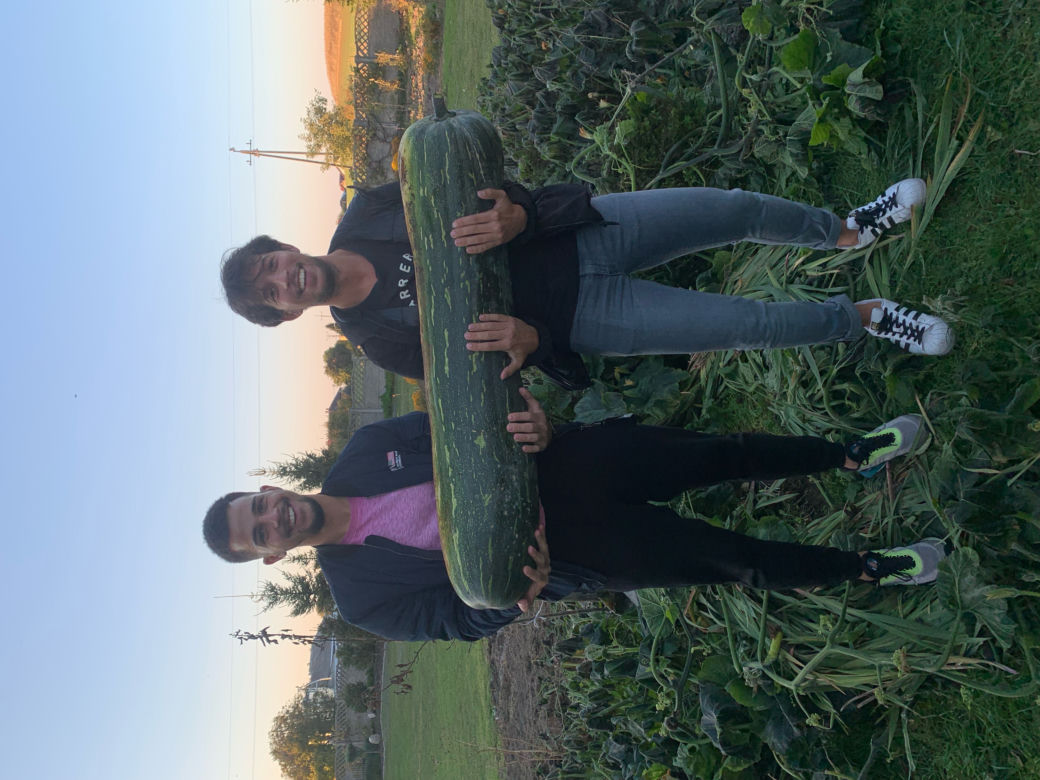 40-kilogramowa cukinia wyhodowana w Gnieźnie!