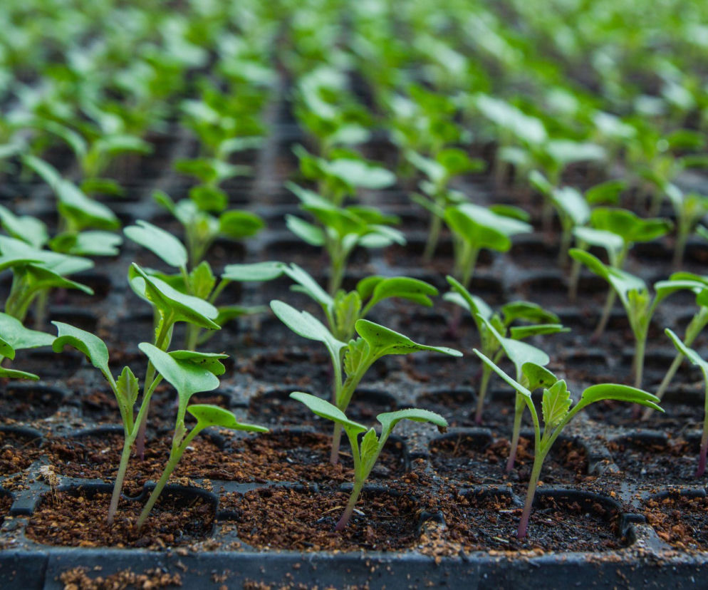 Kiedy siać kalafiora na rozsadę? Trzymaj się tych terminów