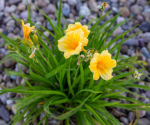 Liliowiec 'Stella de Oro'