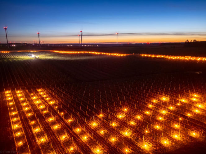 Przymrozki w winnicy - podgrzewanie winorośli