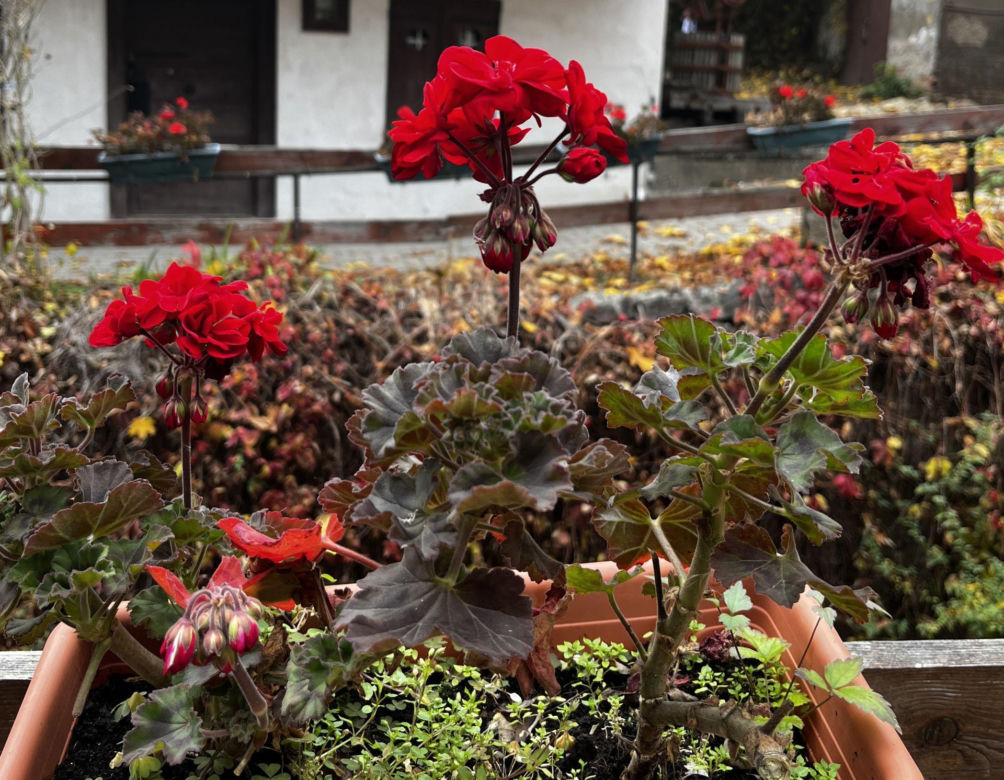 Pelargonie