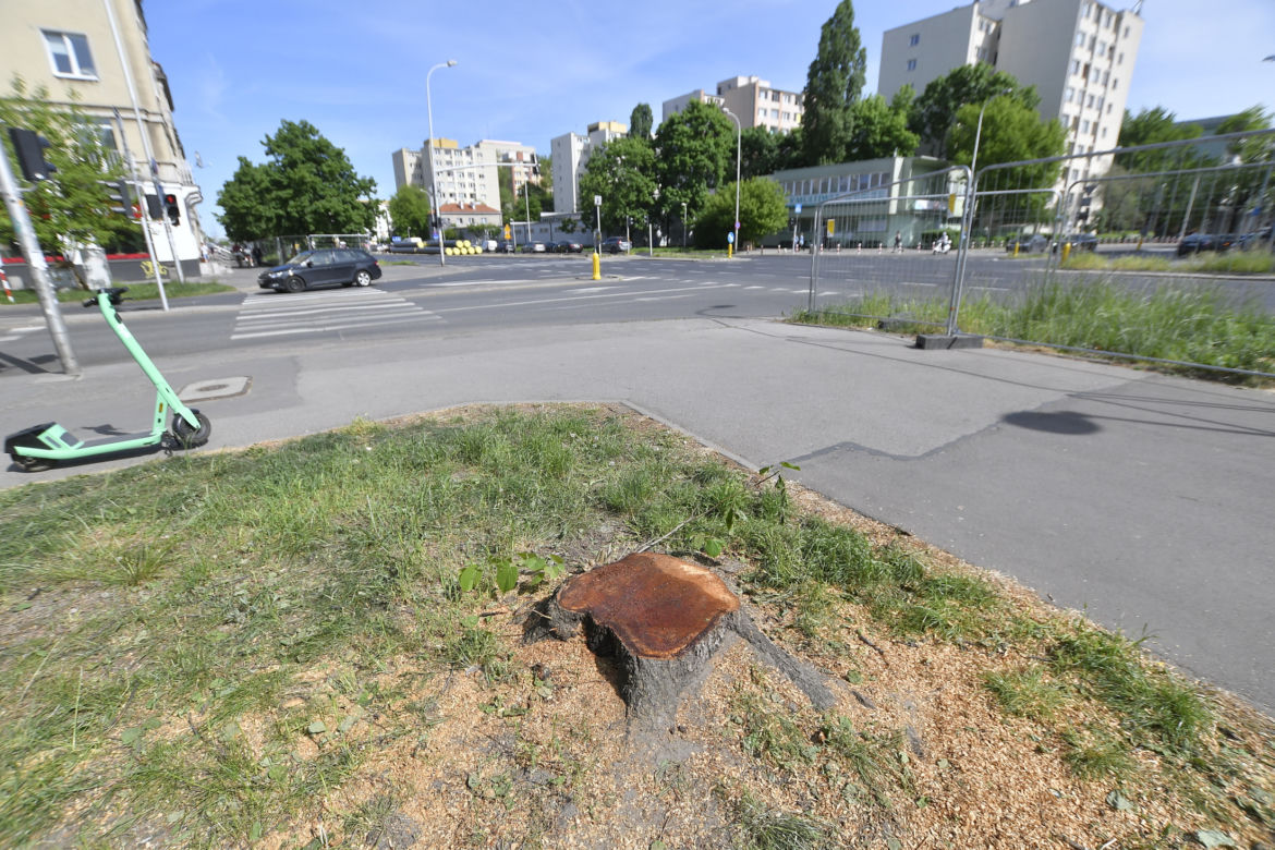 Wycinka drzew na Mokotowie. Mieszkańcy zbulwersowani, tramwajarze uspokajają