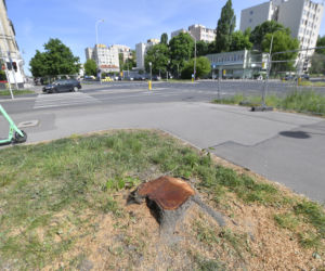 Wycinka drzew na Mokotowie. Mieszkańcy zbulwersowani, tramwajarze uspokajają