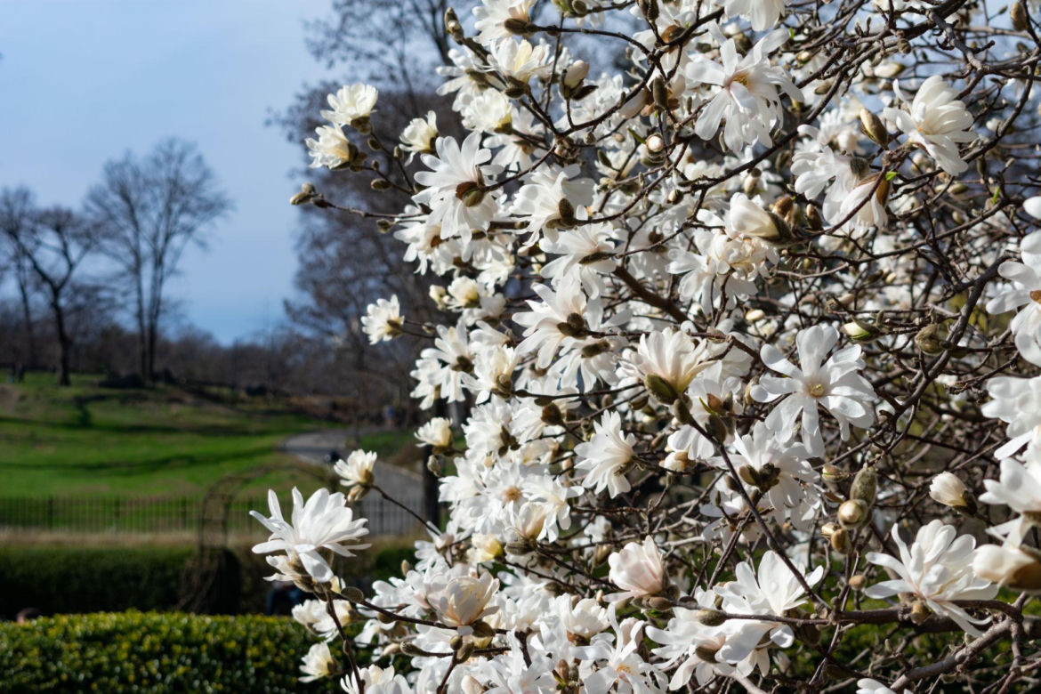 Magnolia gwiaździsta