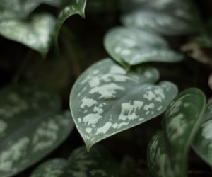 Scindapsus pstry