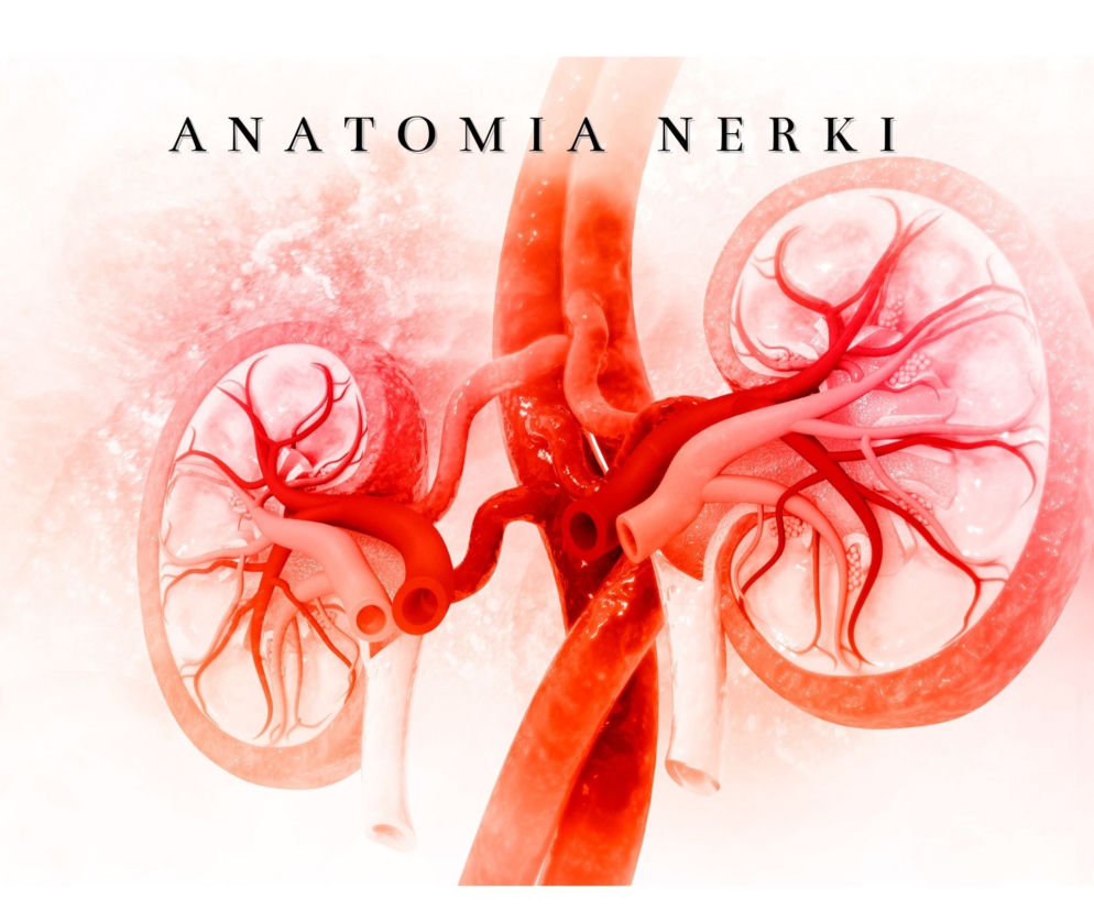 Anatomia ludzkiej nerki
