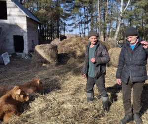 Rolnik z Podlasia bronił swojego bydła. Gdyby nie brat, to by mnie tam zatłukli