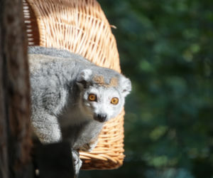 Lemury koroniaste we wrocławskim zoo