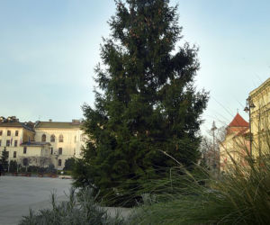 Bydgoszcz: Choinka z Borów Tucholskich stanęła na Starym Rynku