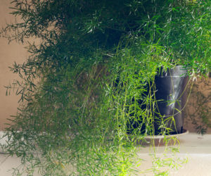 Asparagus pierzasty i gęstokwiatowy - hity z PRL-u znów modne!