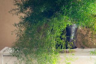 Hity z czasów PRL-u znów zdobią nasze domy! Asparagus pierzasty i gęstokwiatowy są piękne i banalnie proste w uprawie